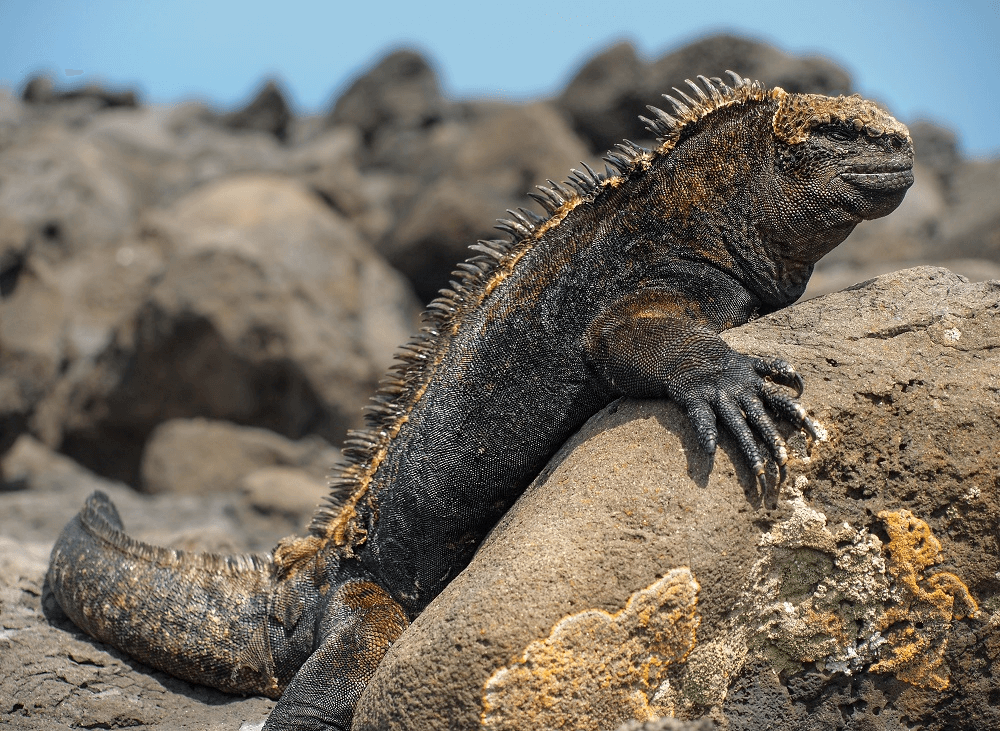 celebrity cruises to galapagos