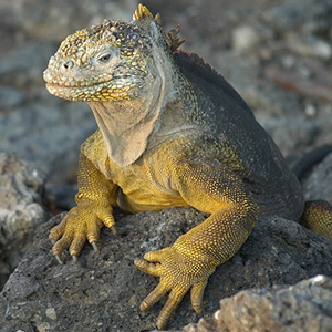 Avalon Waterways River Cruise - Lima to Quito