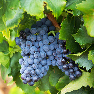 Avalon Waterways River Cruise - Arles to Bordeaux